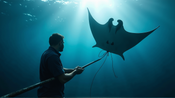 Innovativa Rete Creata da Scienziati e Pescatori Potrebbe Salvare le Mante Giganti
