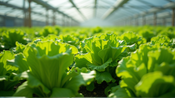 Trasformare la Crescita della Lattuga: L'Impatto Straordinario delle Microalghe